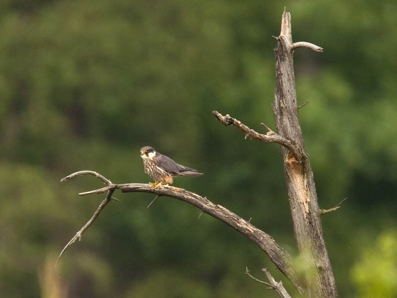 Jagend op libellen vanaf vaste zitplek met flink uitzicht rondom. Hatertse Vennen, 16 mei 2005. - foto: Harvey van Diek