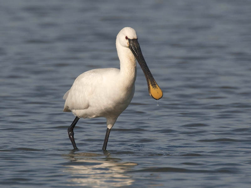 Adulte vogel in broedkleed. Ooijpolder, 22 september 2006. - foto: Harvey van Diek