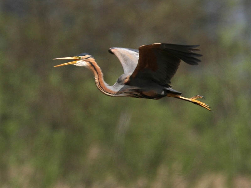 Vogel roepend invallend op broedplaats. Zouweboezem, april 2006.  - foto: Harvey van Diek