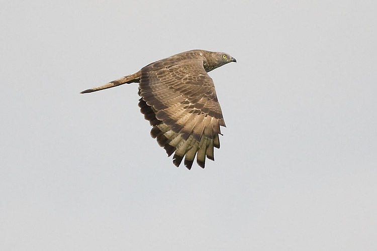 Adulte vogel in vlucht. 28 juni 2009. - foto: Harvey van Diek