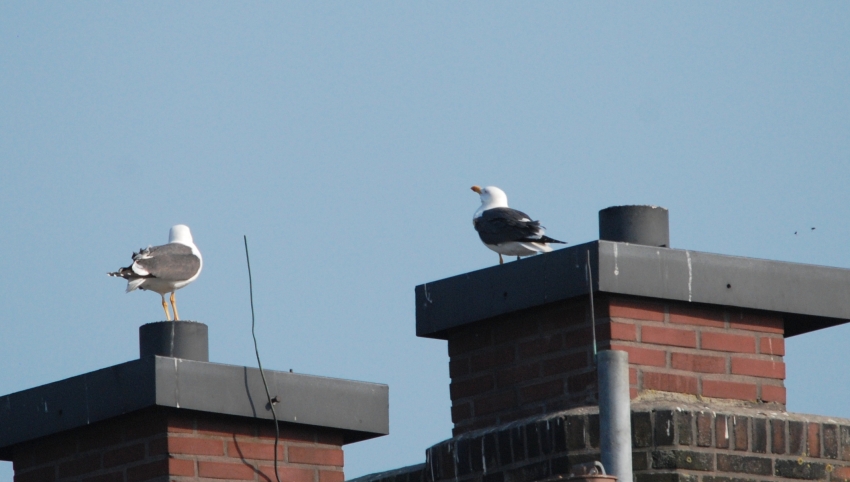 Baltsende vogels op dak. Gemeentehuis Wieringerwerf, 22 april 2011.  - foto: Otto de Vries