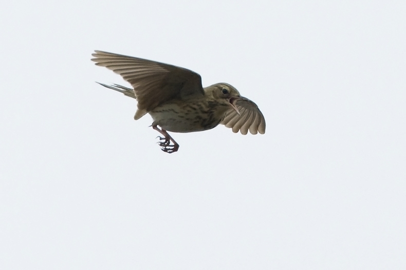 Boompieper vliegend en zingend boven de Bergerheide, Limburg. 26 april 2008 - foto: Harvey van Diek