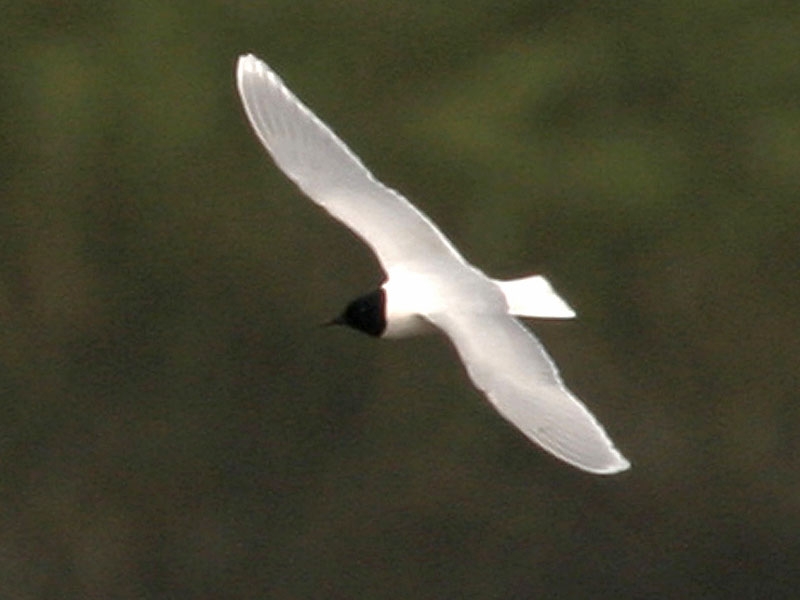 Dwergmeeuw, adult. Oude Waal, Ooijpolder, Gelderland. 23 april 2006. - foto: Harvey van Diek