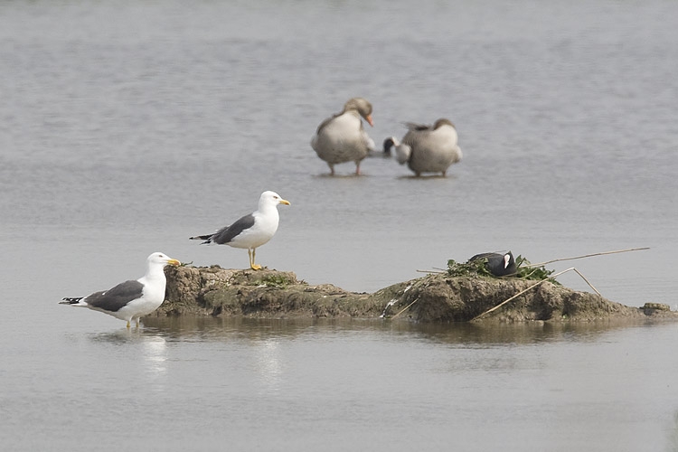 Vogels op mogelijke broedlocatie, iets om later in het seizoen te controleren. Ooijpolder, 28 april 2010. - foto: Harvey van Diek