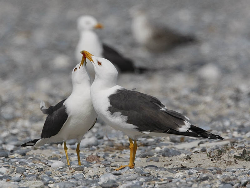 Versterking van paarbinding. Helgoland, Duitsland, 31 mei 2010. - foto: Harvey van Diek