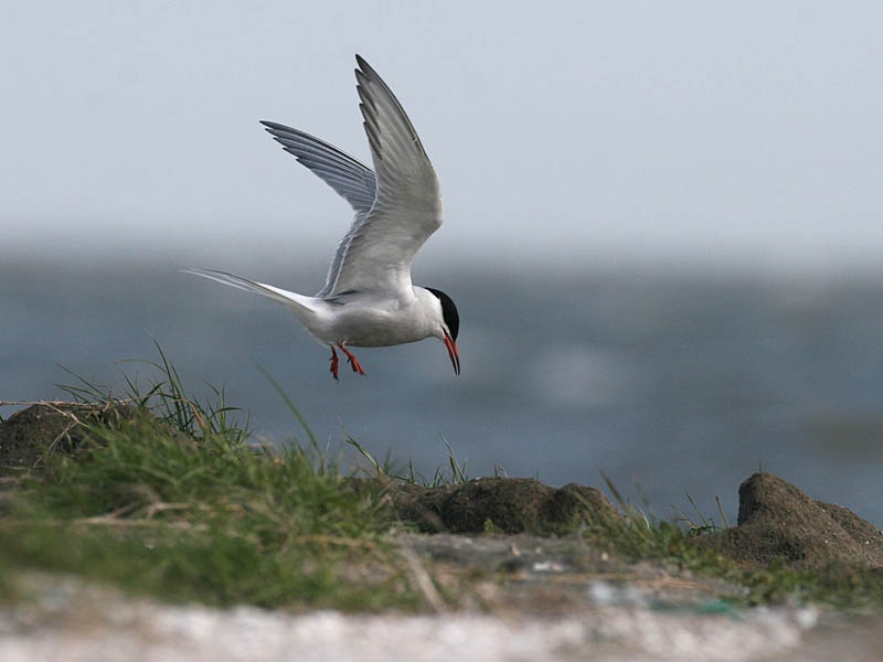 Visdief landt bij nest. Ameland, 12 mei 2007.  - foto: Harvey van Diek