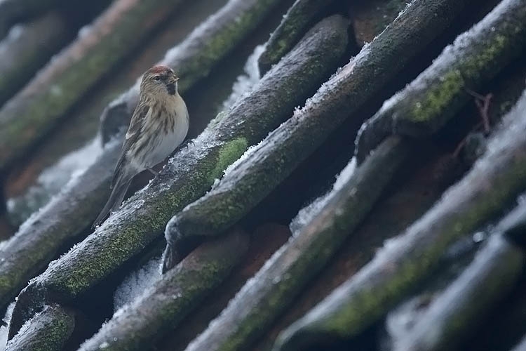 Vogel op dak, Oosterend, Terschelling, 17 januari 2010. - foto: Harvey van Diek