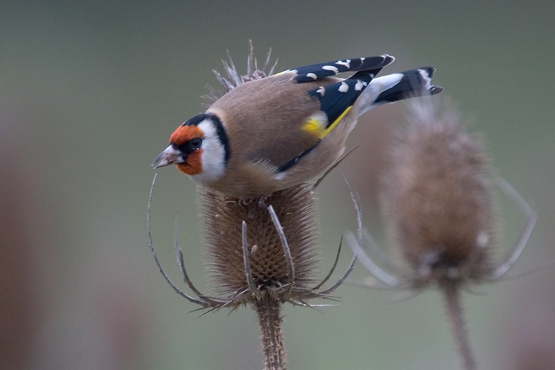 Foeragerend op Kaardebol. Ooijpolder, 4 november 2007. - foto: Harvey van Diek