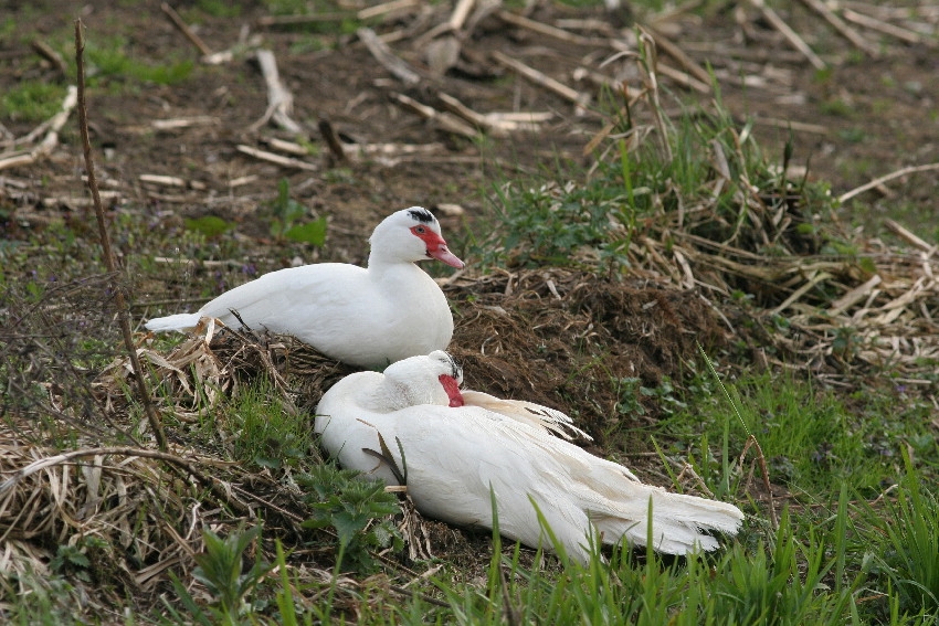 Paartje (man met wrattige kop en grotere kuif vooraan, vrouwtje erachter). Willeskop, 16 april 2011. - foto: Arjan Boele