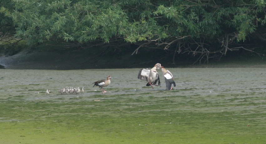 Felle gevechten kunnen de hele broedtijd blijven plaatsvinden. Lopik, 9 mei 2011. - foto: Arjan Boele