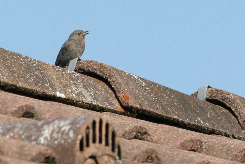 Zingende man in bruinig kleed, tweede kalenderjaar vogel. Lezoux, Frankrijk, 6 mei 2011. - foto: Arjan Boele
