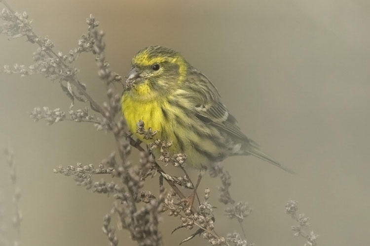 Overwinterende man. Nijmegen, 22 januari 2010. - foto: Harvey van Diek