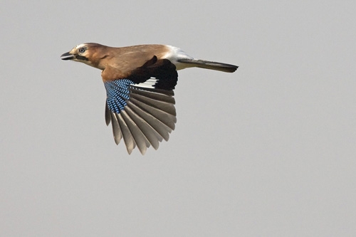 Tijdens de groepsbalts in het voorjaar achtervolgen tot 10 Gaaien elkaar, luid krijsend en voortdurend wegvliegend. Cuyk, 7 maart 2009. - foto: Harvey van Diek