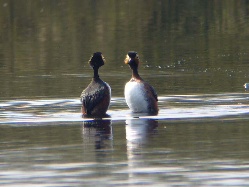 Bij balts komen partners soms uit water. Bergen Lb, 8 april 2008.  - foto: Fred Hustings