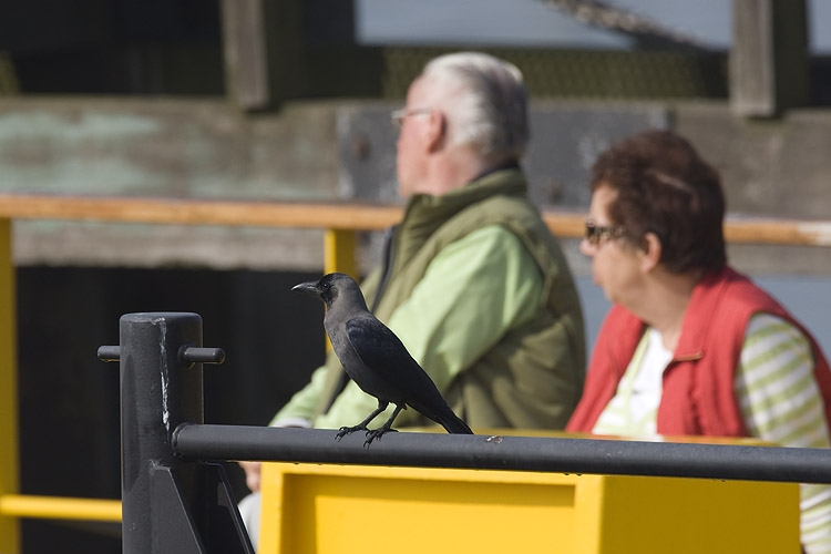 Gedrag als Zwarte Kraai: allesbehalve schuw. Hoek van Holland, 3 april 2009. - foto: Harvey van Diek