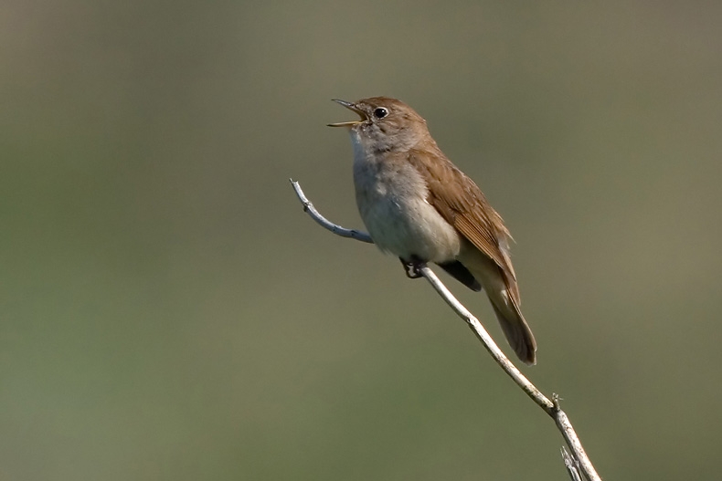 Meestal uit de struiken, maar soms open en bloot zingend. Noordhollands Duinreservaat, 27 mei 2008. - foto: Harvey van Diek