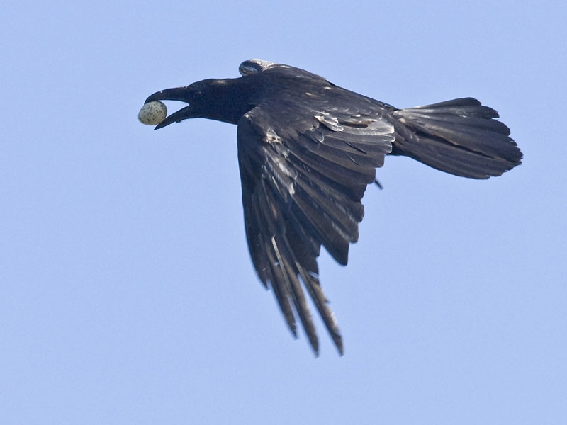 Op het veelzijdige menu staat ook af en toe een ei (hier van Drieteenmeeuw). Noorwegen, 15 juni 2008. - foto: Harvey van Diek