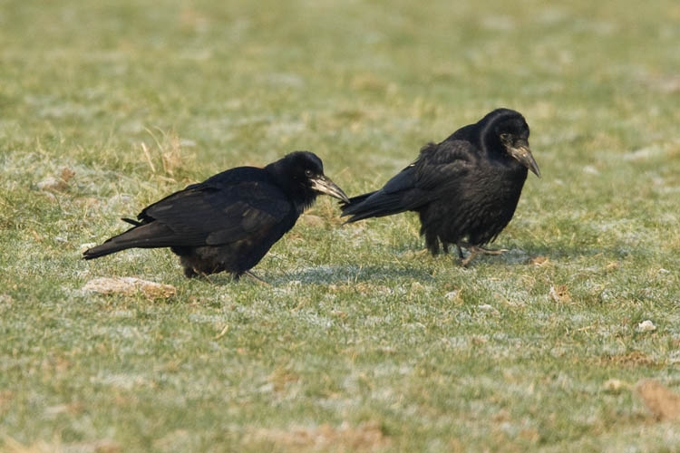 Traditioneel in keuze van nest- en overwinteringsplaats. Ooijpolder, 26 januari 2010. - foto: Harvey van Diek