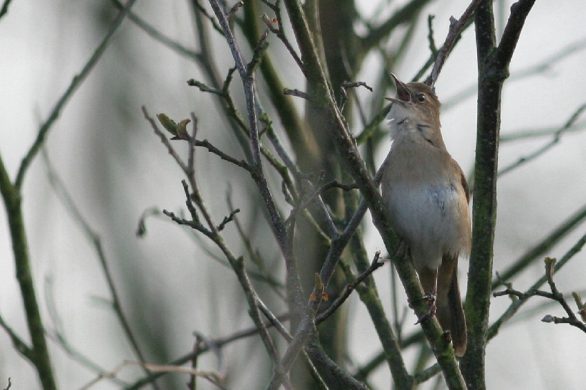 Voluit zingende vogels houden hun snorrende zang soms minutenlang aan en laten zich soms open en bloot zien. Zouwe, 20 april 2012. - foto: Arjan Boele