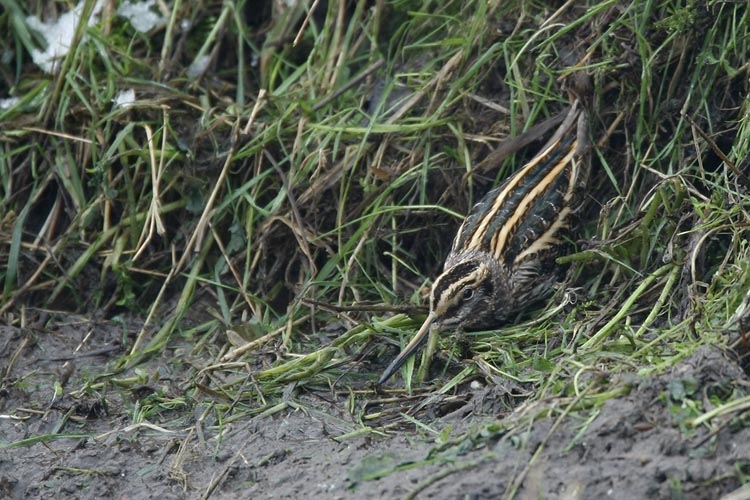 Meestal onopvallend en vliegt pas op als je er bijna opstaat, om even verderop weer in te vallen. Zwijgzaam bij opvliegen. Groesbeek, 13 febr. 2015 - foto: Harvey van Diek