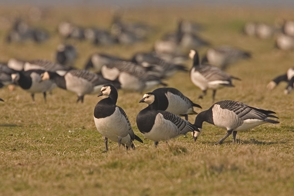 In winter grazen Brandganzen en groupe, vaak ook met andere soorten ganzen. - foto: Harvey van Diek