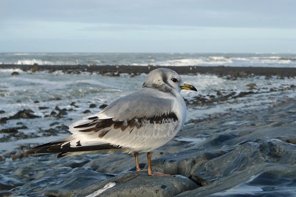 Vogel in winterkleed. - foto: Harvey van Diek