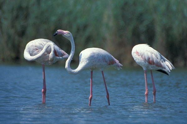 Europese Flamingo, let op de geheel roze poten en het kleine zwarte puntje aan de snavel. - foto: Harvey van Diek