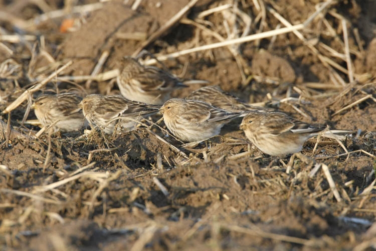 Schaarse wintergast, vooral langs de kust. Meestal in een groep(je) foeragerend. Let op de gele snavel en de roze stuit. - foto: Harvey van Diek