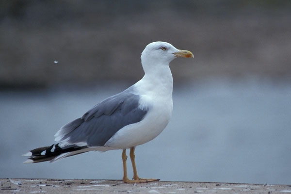 De donkergele poten, in combinatie met de lichtgrijze rug, vallen goed op bij deze adulte vogel. | Arnhem, 2005. - foto: Harvey van Diek