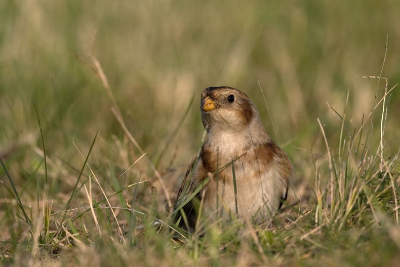 foto: Harvey van Diek