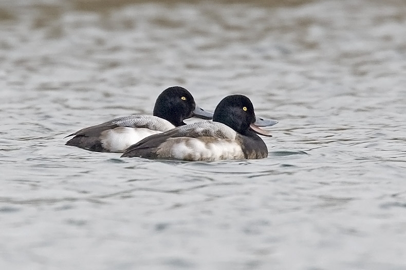 Twee mannen, Kraaijenbergse Plassen, Cuijk, NB, 16 jan. 2009. - foto: Harvey van Diek