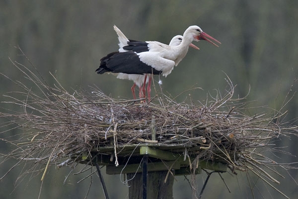 Baltsend paar op nest, Bemmelse Polder, Gld, 26 maart 2011. - foto: Harvey van Diek