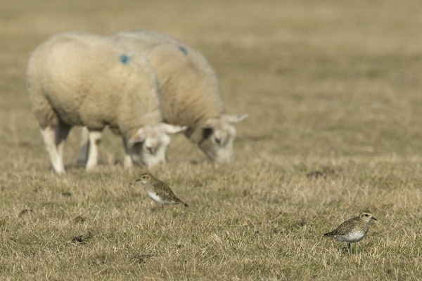 Goudplevieren tussen schapen, Texel, 21 okt. 2009 - foto: Harvey van Diek