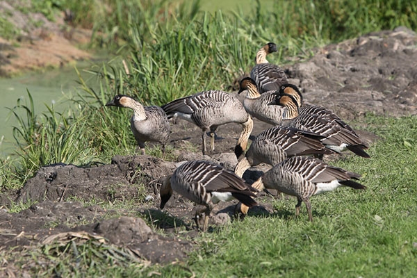 Een groepje Hawaiiganzen, Polder Arkemheen, Nijkerk, 29 sept. 2008. - foto: Theo Jacobs