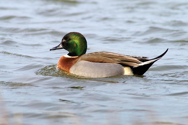 Hybride eend, waarschijnlijk een kruising Wilde Eend X Pijlstaart, Vogelkijkhut Keihoogte, Noord-Beverland, 24 feb. 2006. - foto: Jan-Henk