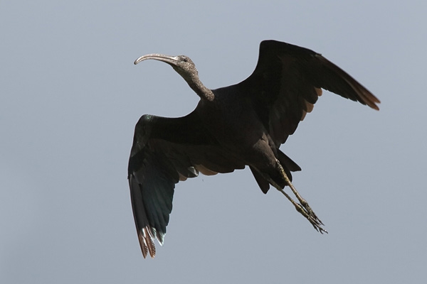 Zwarte Ibis, Zuidlaardermeer, 22 aug. 2012. - foto: Gerrit Kiekebos