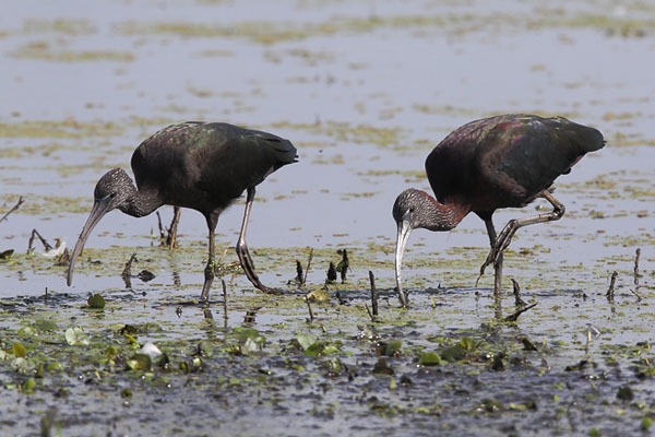 Zwarte Ibis, Zuidlaardermeer, 22 aug. 2012. - foto: Gerrit Kiekebos