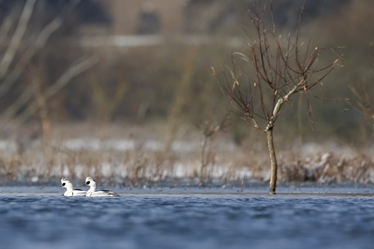 Nonnetje, twee mannetjes op deels bevroren Oude Waal, Ooijpolder, 30 jan. 2010. - foto: Harvey van Diek