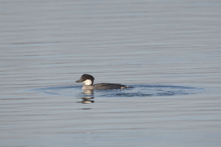 Nonnetje, vrouwtje, Kraaijenbergse Plassen, Cuijk, 19 dec. 2011. - foto: Harvey van Diek