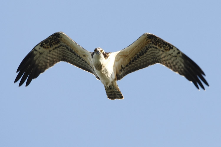 Visarend, jonge vogel jagend, Kraaienhof, Ooijpolder, Gld, 3 sept 2010. - foto: Harvey van Diek