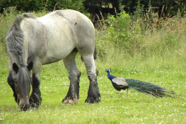 Blauwe Pauw man, Circul, Ooijpolder, 11 juli 2012. - foto: Gijsbert Peelen