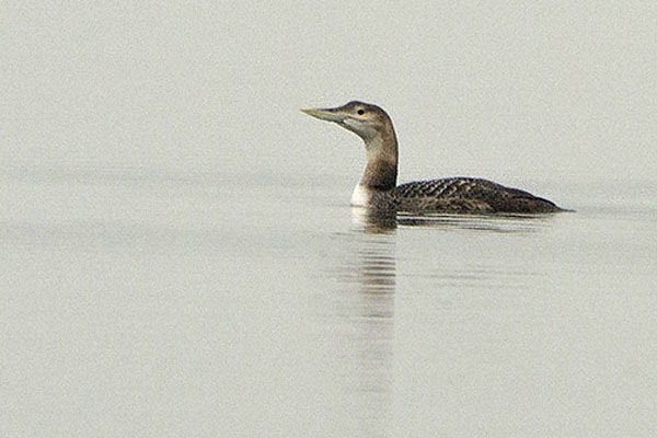 Geelsnavelduiker, Grevelingenmeer, 16 febr. 2013.  - foto: Phil Koken