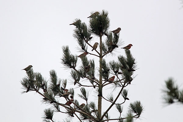 Grote Kruisbekken, foeragerend op Corsicaanse Den, Mulderskop-Zuid, Molenhoek, 22 dec. 2013. - foto: Harvey van Diek