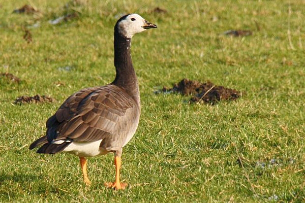 Hybride Grote Canadese Gans x Kolgans, Spuikom, Bath, 29 jan. 2011. - foto: Peter Meininger